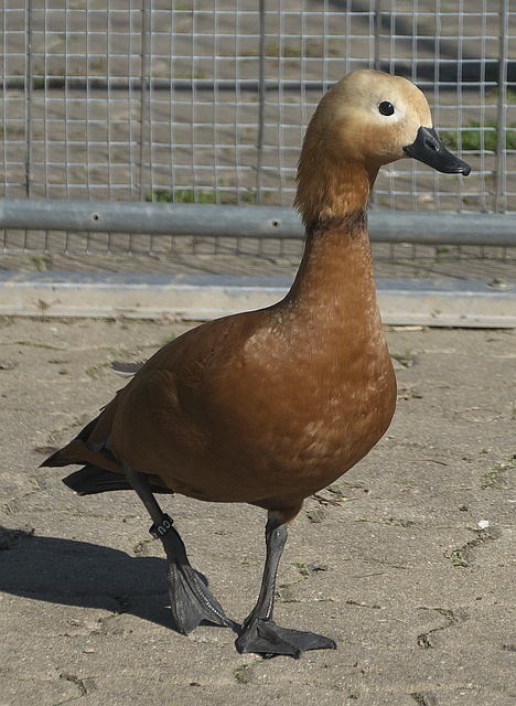 太阳